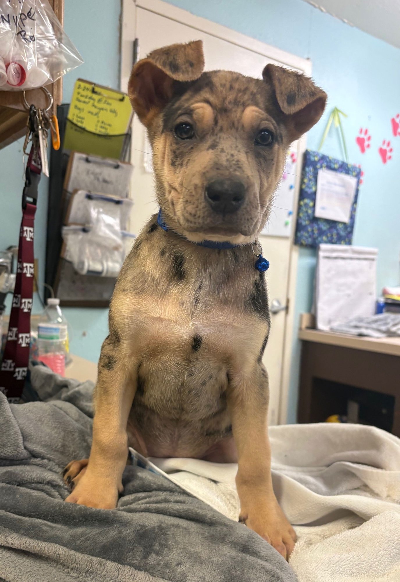 LELE - Rottweiler / Australian Shepherd available for adoption