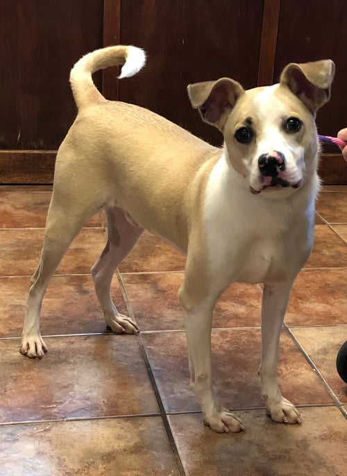 KODA - Terrier available for adoption