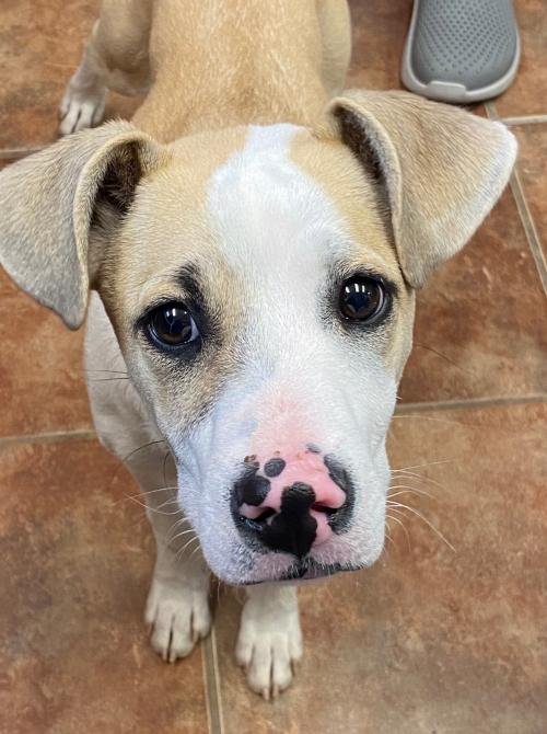KODA - Terrier available for adoption