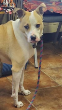 Koda - Photo 3