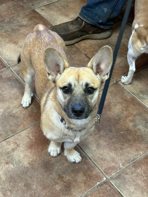 GINGER - Corgi available for adoption