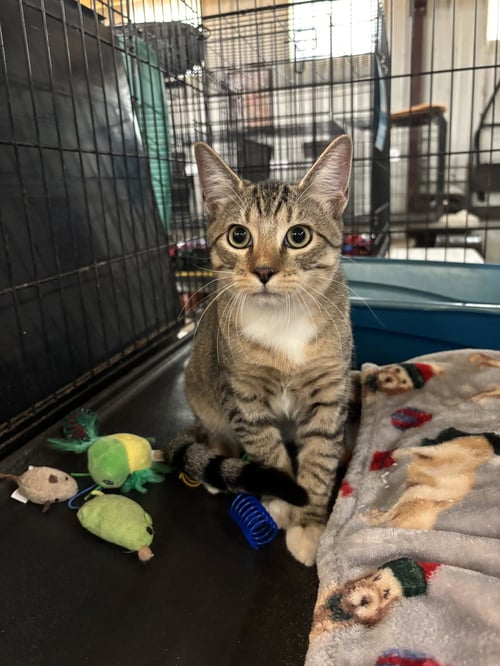 TOM SAWYER - Tabby for adoption in Amarillo
