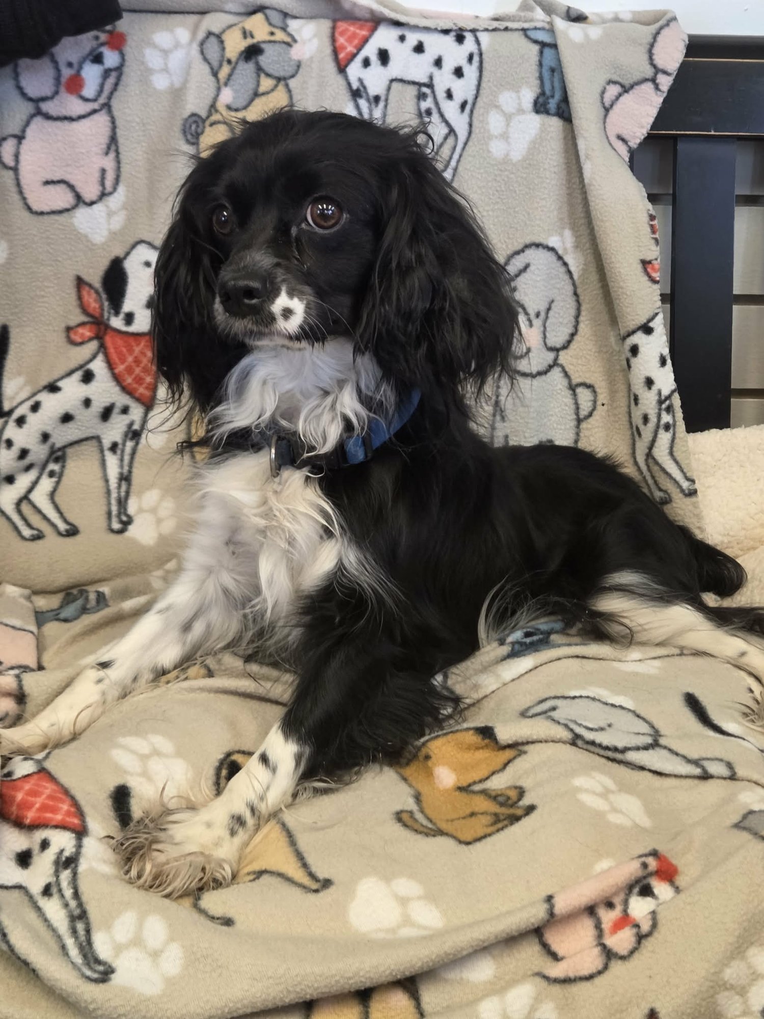 DAISY - Cavalier King Charles Spaniel available for adoption