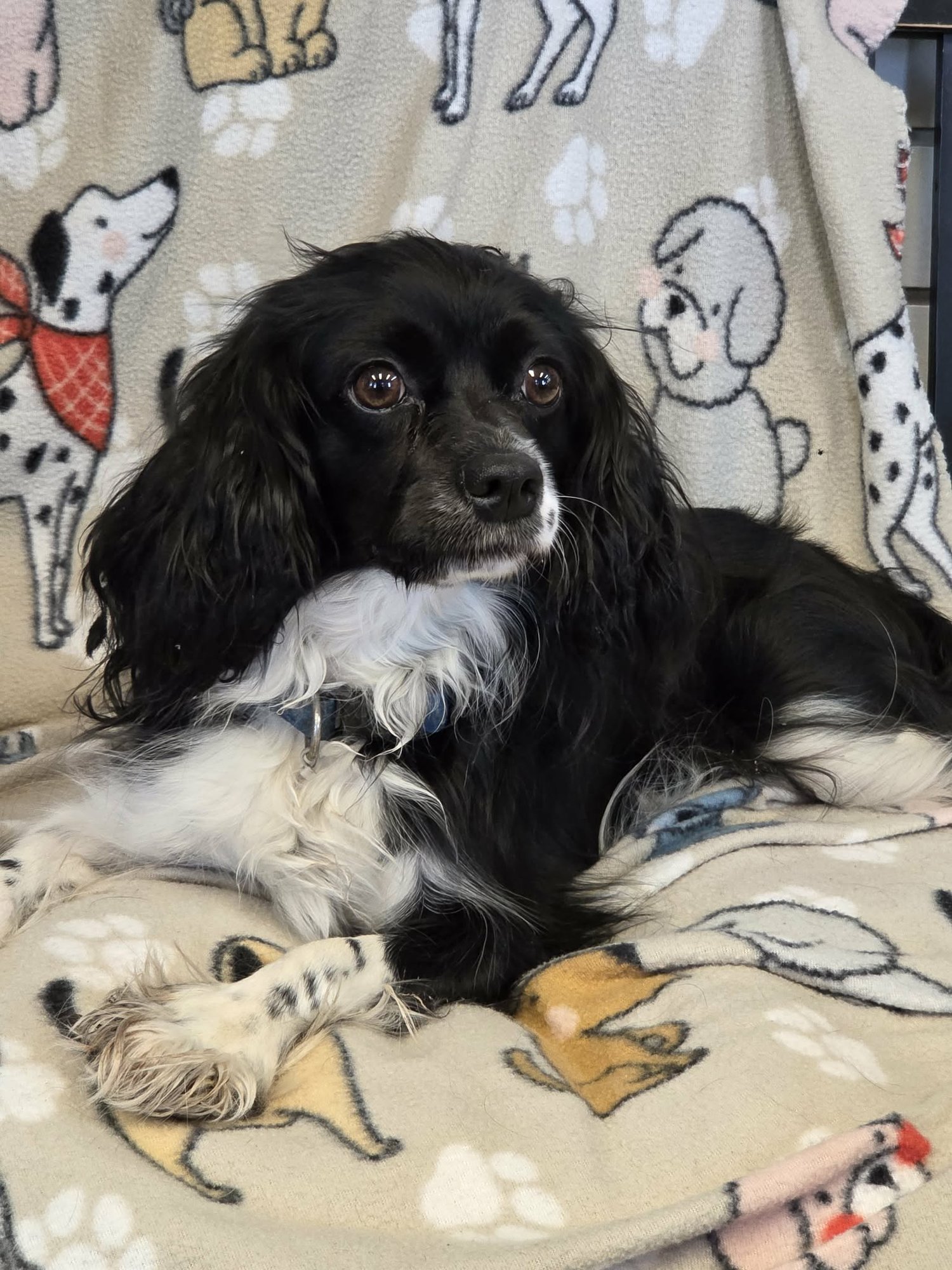 DAISY - Cavalier King Charles Spaniel available for adoption