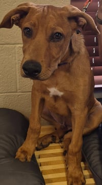 Bruno - Photo 2