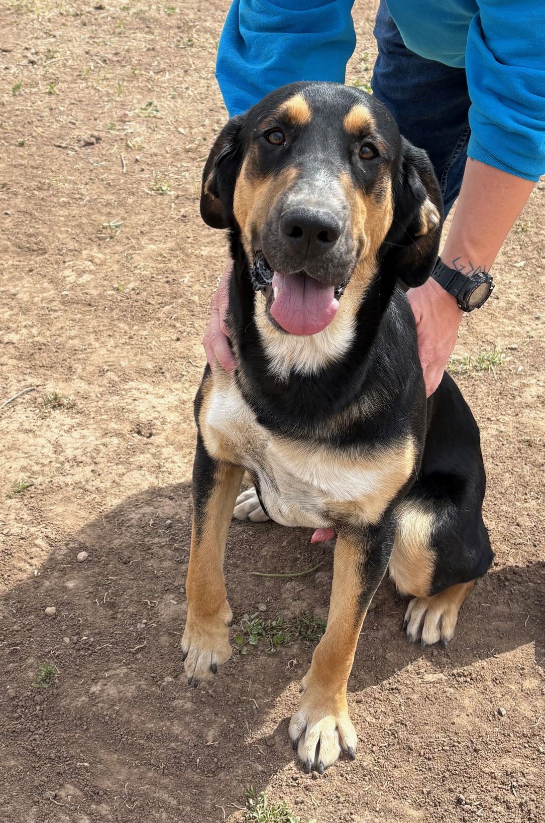 HIGHWAY - Bloodhound available for adoption