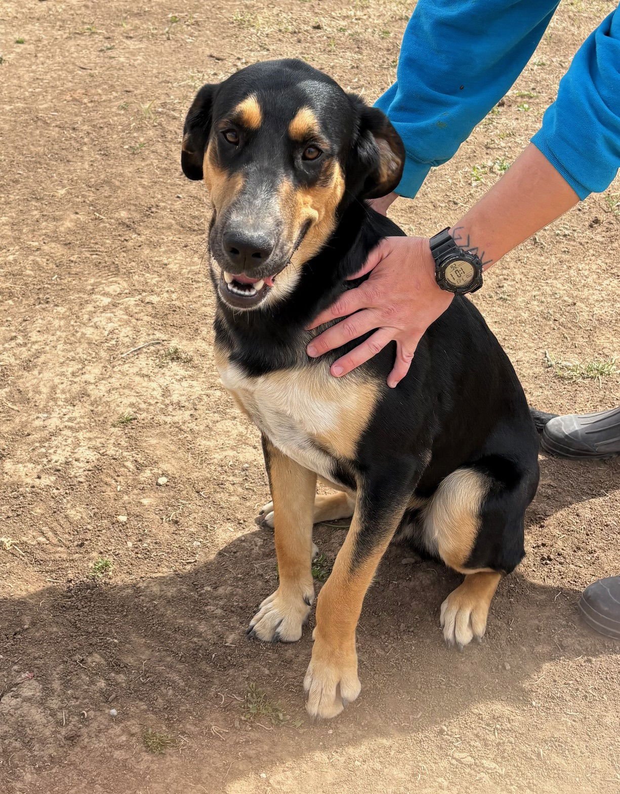 HIGHWAY - Bloodhound available for adoption