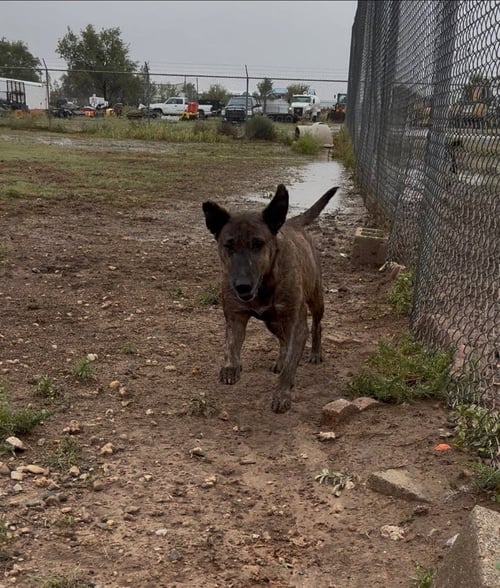 DAISY - Pit Bull Terrier available for adoption