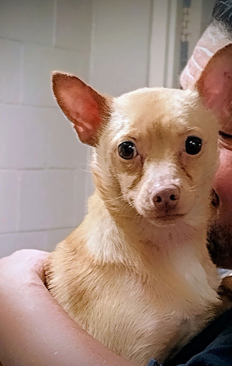 CHIP - Chihuahua available for adoption