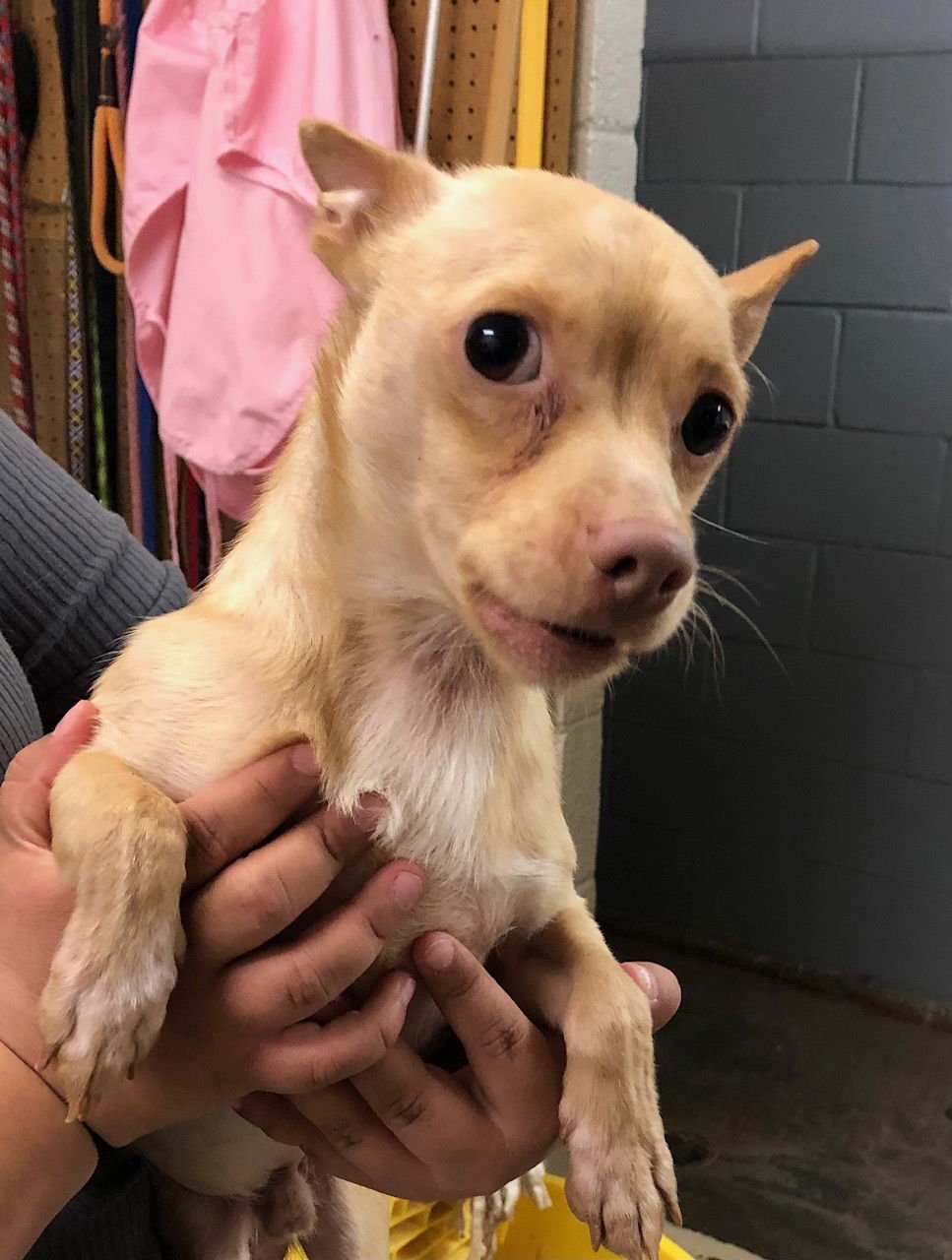 CHIP - Chihuahua available for adoption