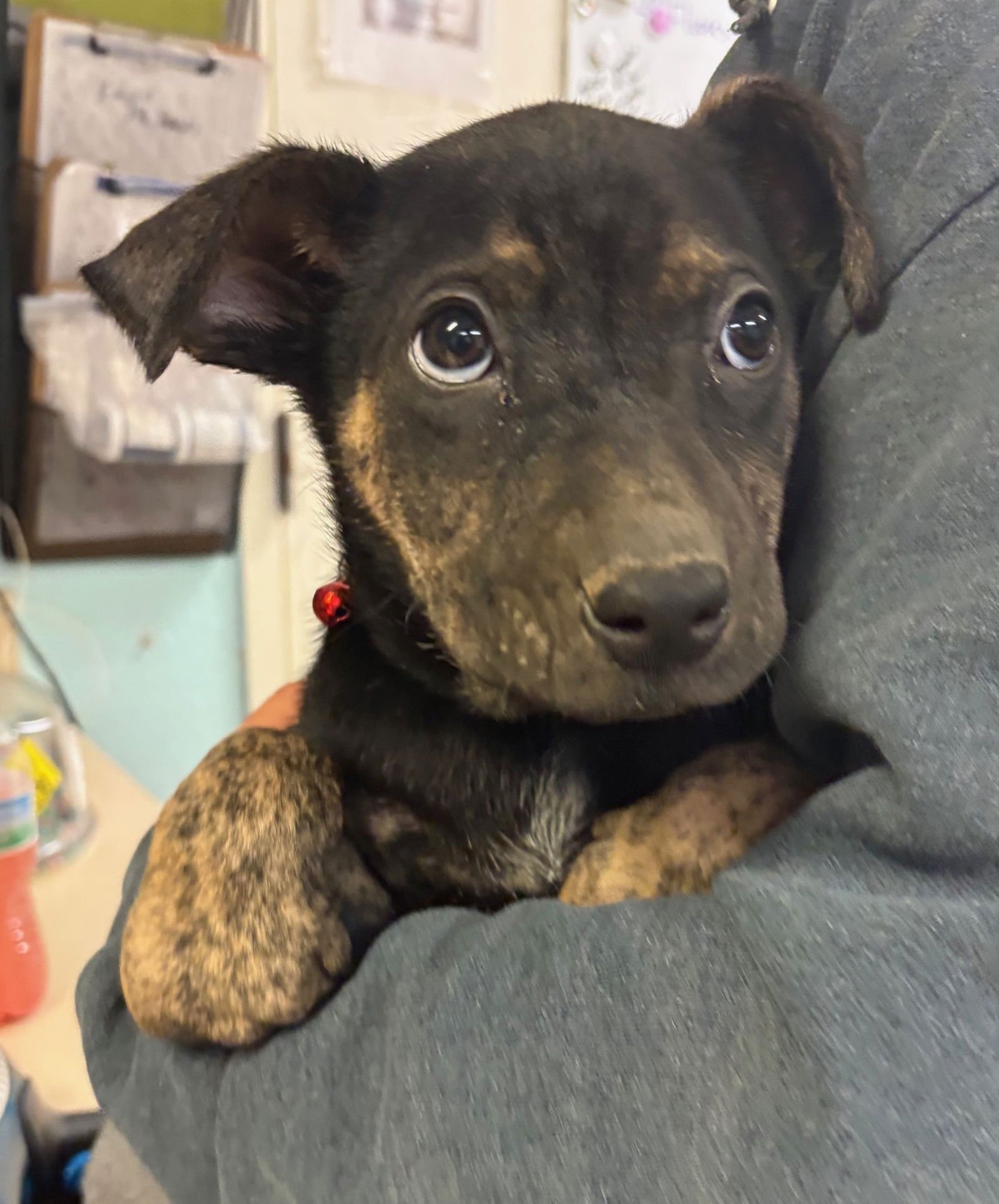 PERDUE - Rottweiler / Anatolian Shepherd available for adoption