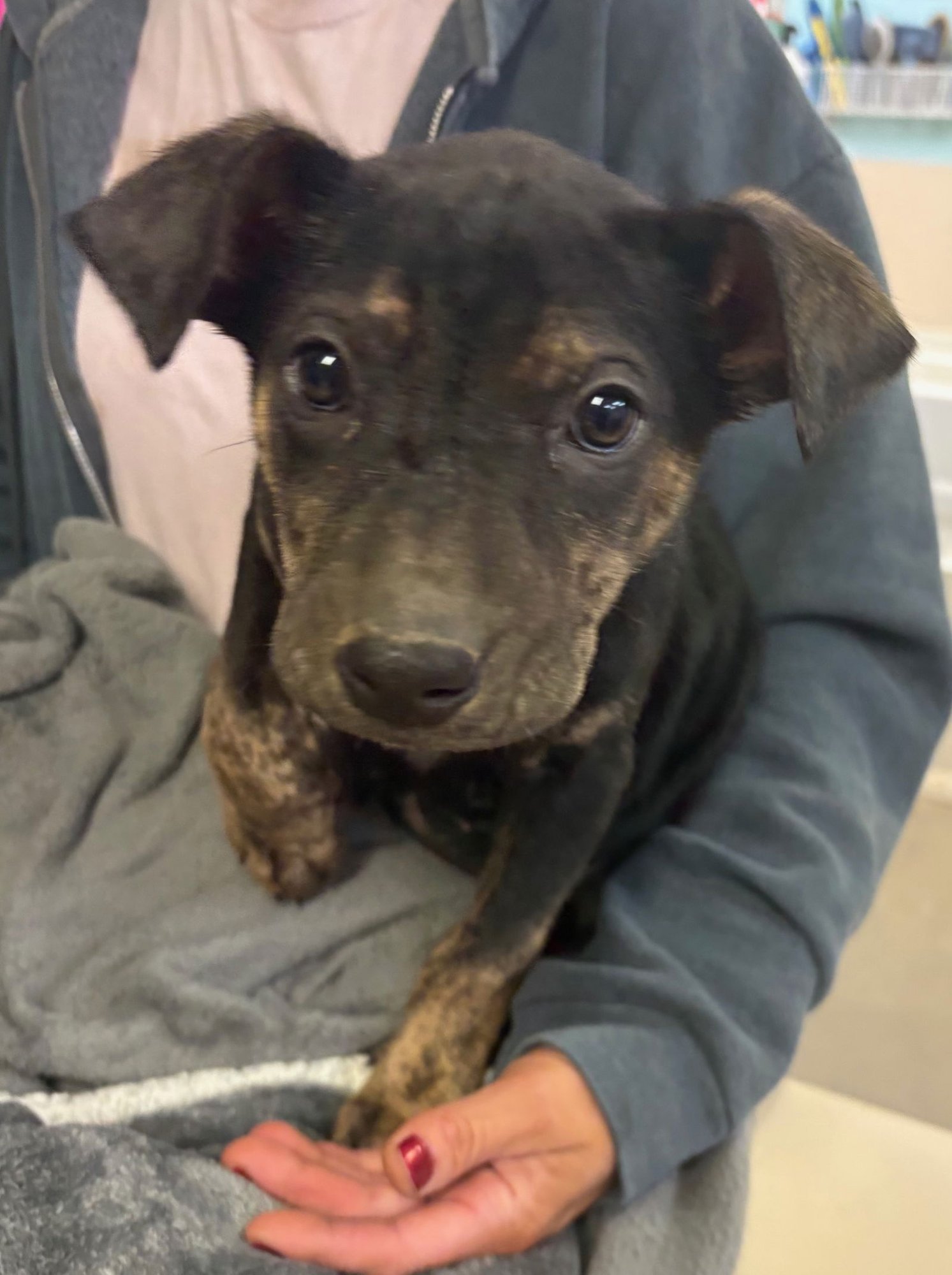 PERDUE - Rottweiler / Anatolian Shepherd available for adoption