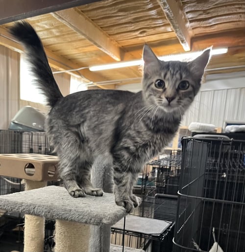 RITA - Tabby for adoption in Amarillo