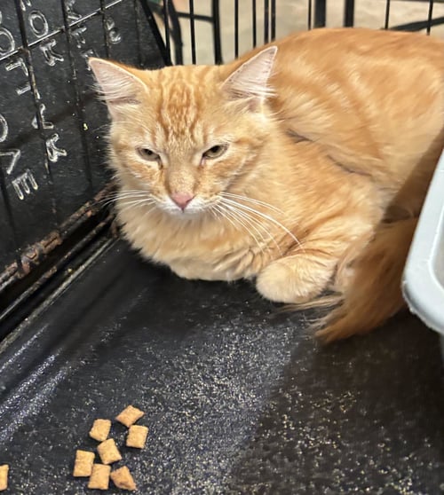 JONESY - Tabby for adoption in Amarillo