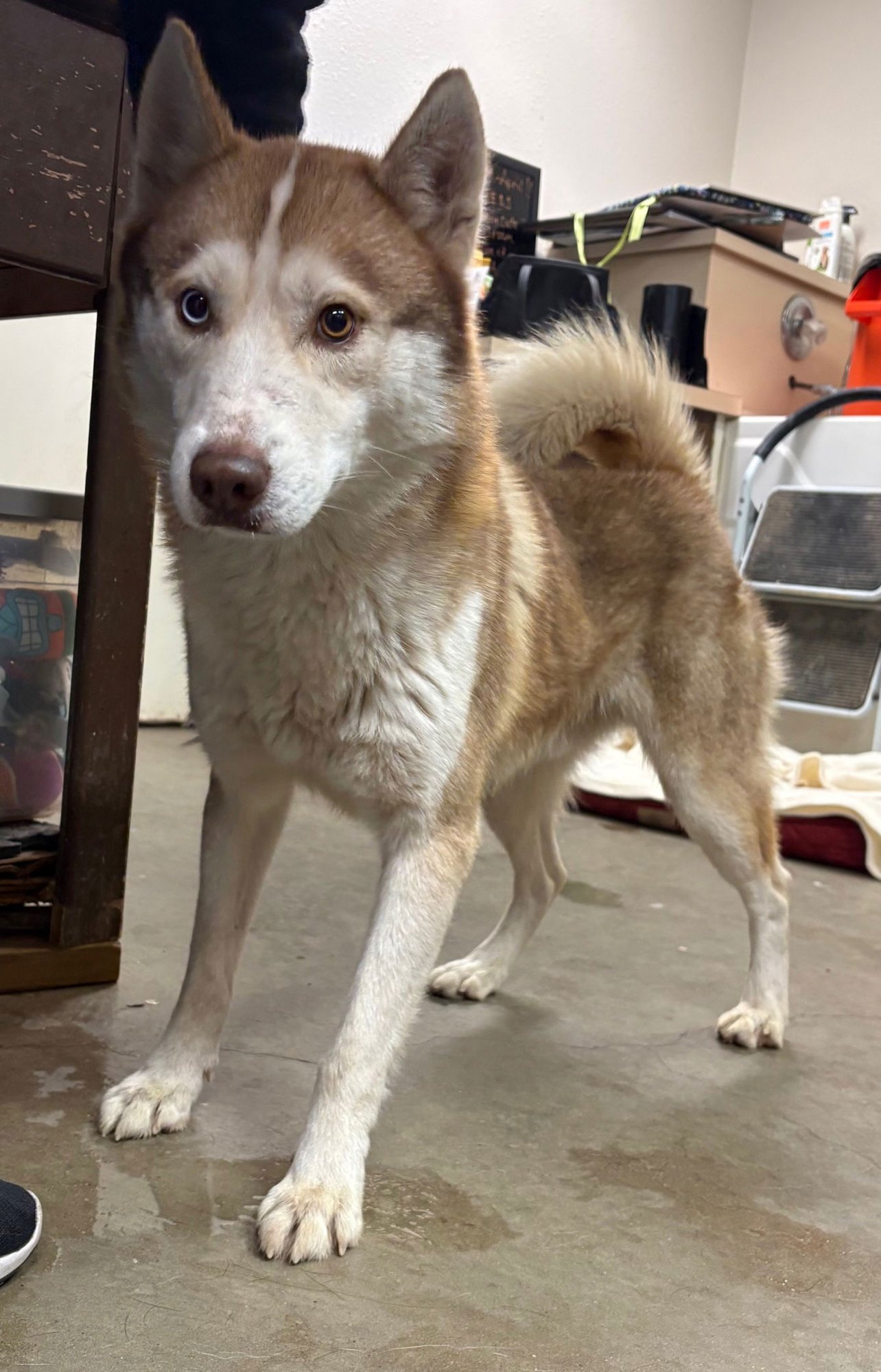 TRIXAL - Husky available for adoption