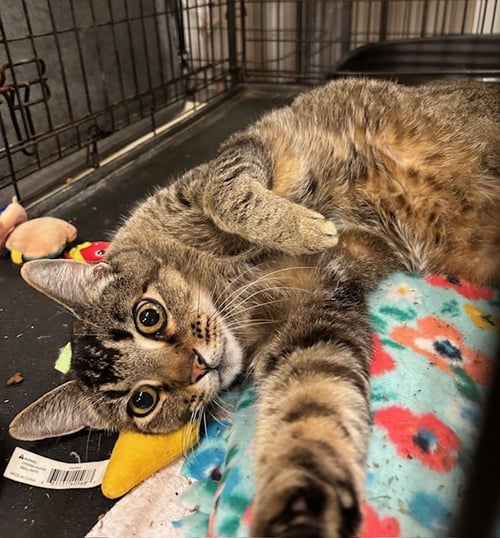 TOM - Tabby available for adoption