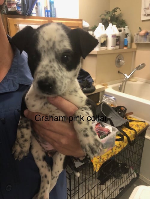 GRAHAM - Australian Cattle Dog/Blue Heeler available for adoption