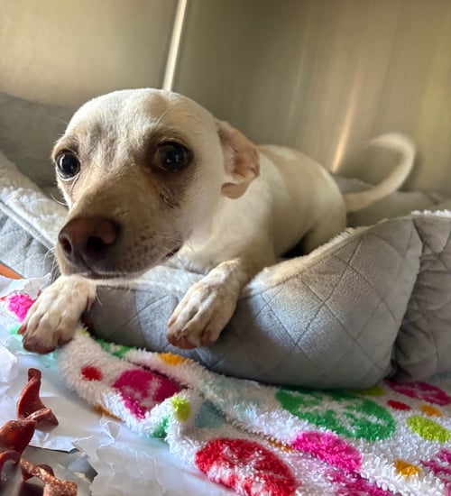 RASPY - Chihuahua / Dachshund available for adoption