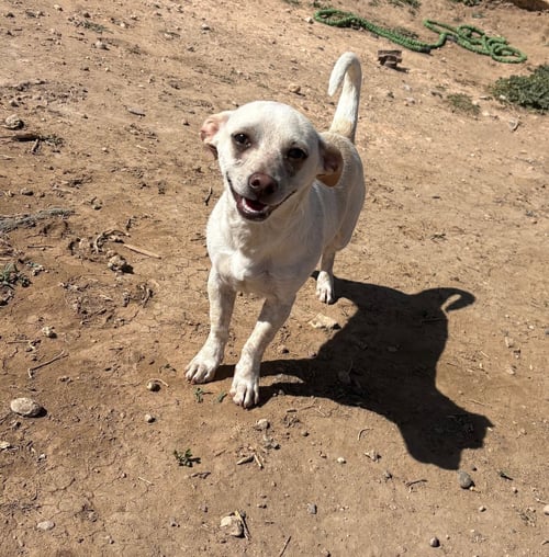 RASPY - Chihuahua / Dachshund available for adoption