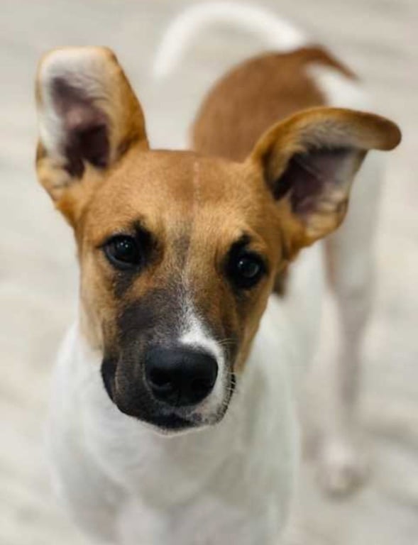 Olaft Image