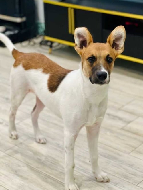 OLAFT - Sheep Dog / Great Dane available for adoption