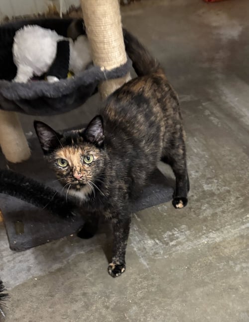 DARLIN - Tortoiseshell for adoption in Amarillo