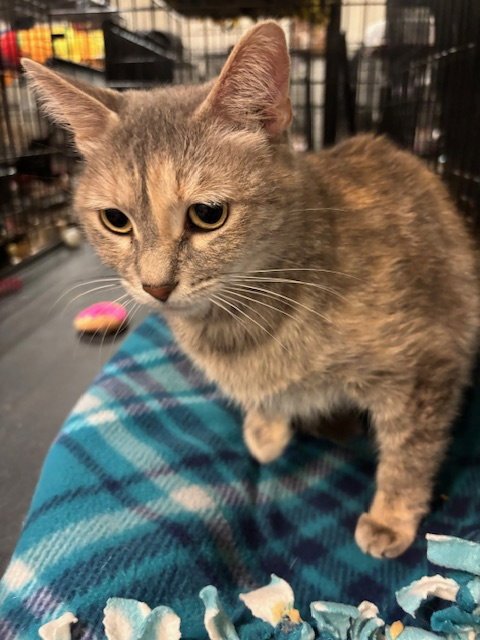 ZIZI - Dilute Tortoiseshell available for adoption