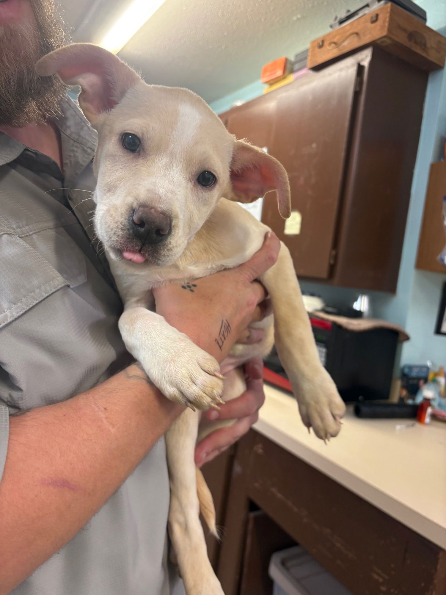 MIKA - Labrador Retriever / Pit Bull Terrier available for adoption