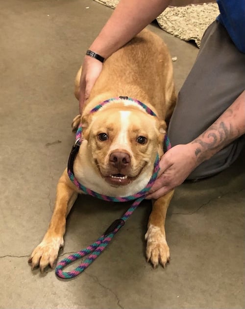 NALA - Husky / Pit Bull Terrier available for adoption