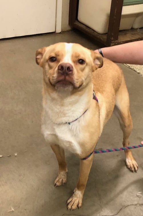 NALA - Husky / Pit Bull Terrier available for adoption