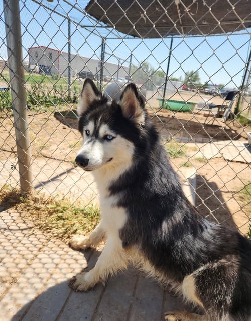 OZADA - Husky available for adoption