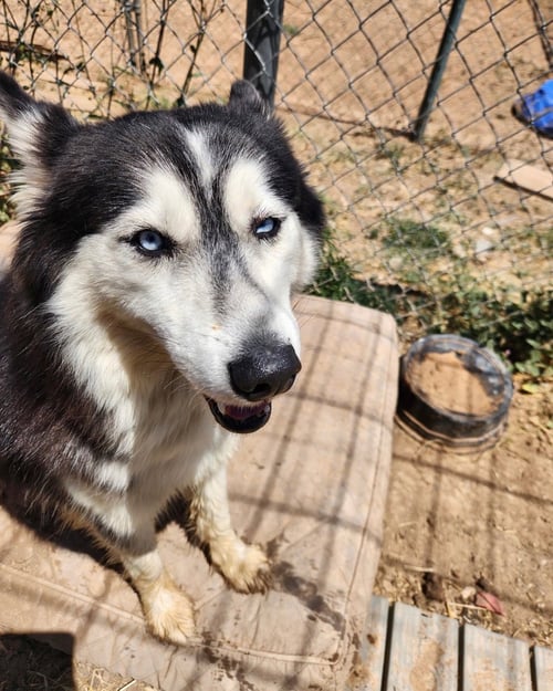 OZADA - Husky available for adoption
