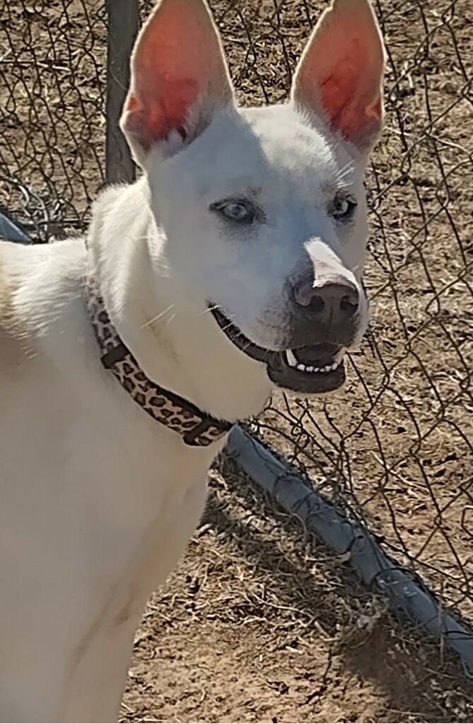 GOOSE - Husky available for adoption