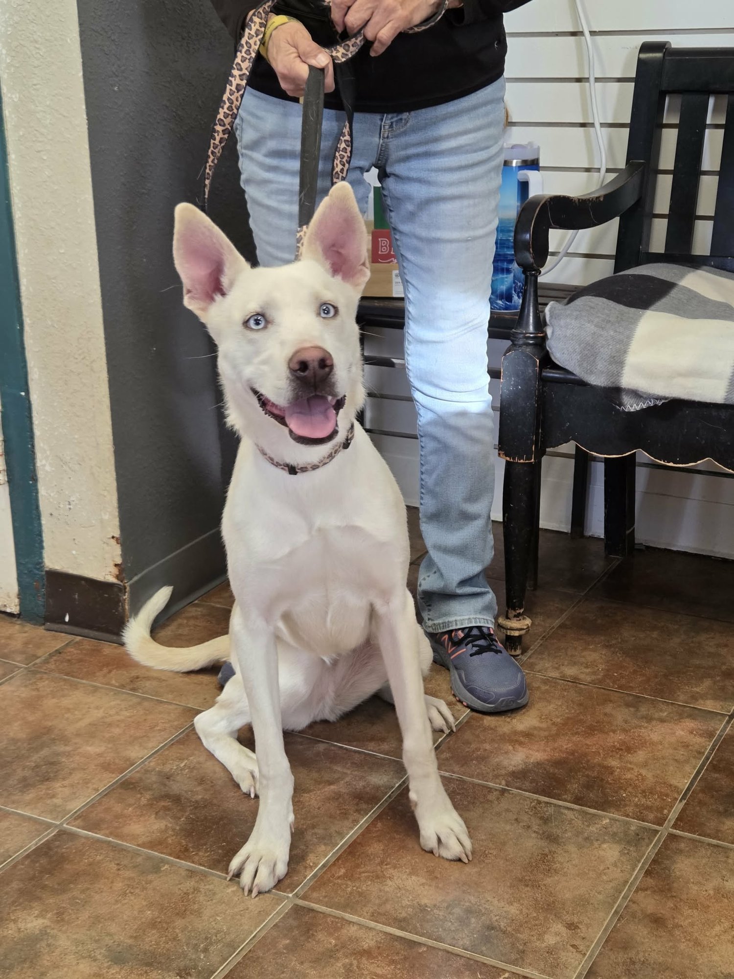 GOOSE - Husky available for adoption