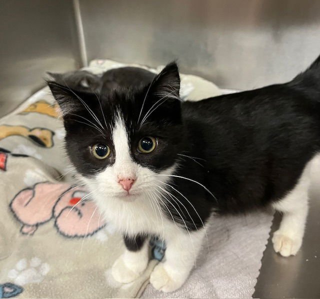 CLYDE - Tuxedo available for adoption