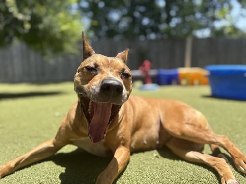 COOKIE - Pit Bull Terrier available for adoption