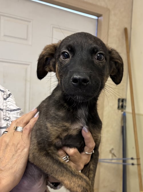 RAYNE - Border Collie / Shepherd available for adoption