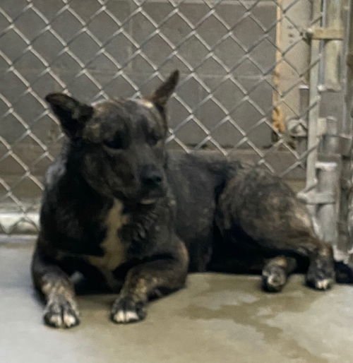 OTIS - Belgian Shepherd Malinois available for adoption