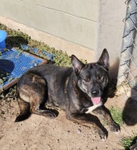 Otis - Photo 1