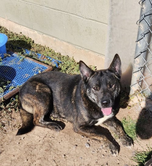 OTIS - Belgian Shepherd Malinois available for adoption
