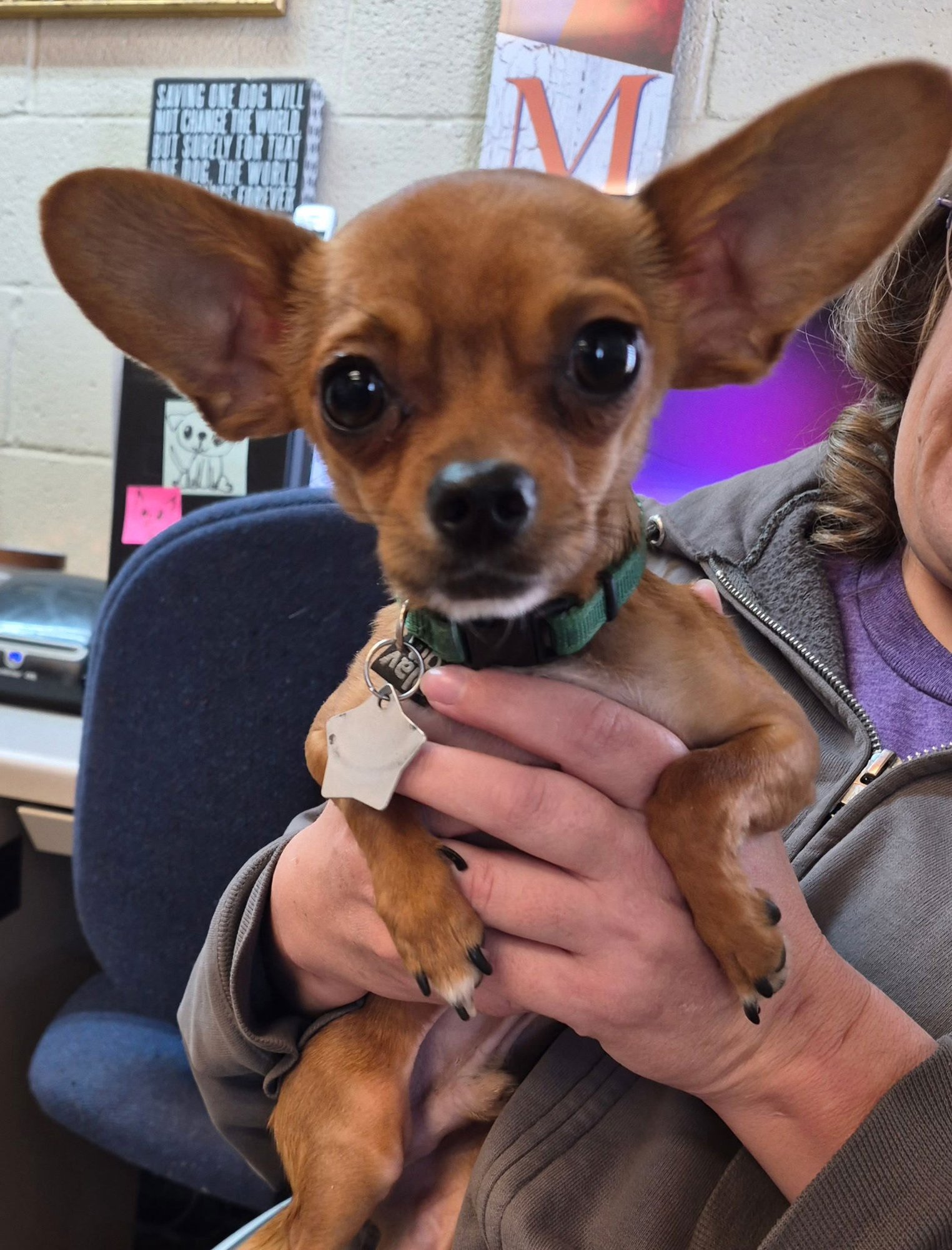 LIL BOY - Chihuahua available for adoption