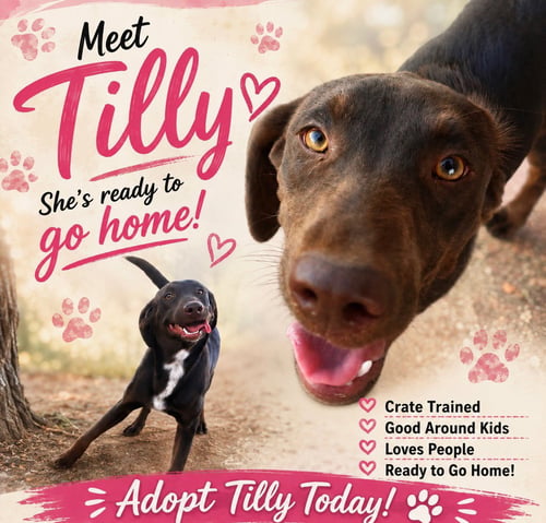 TILLY - Labrador Retriever available for adoption
