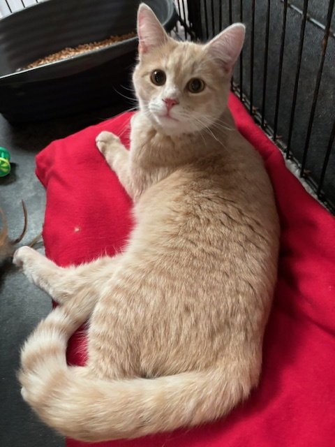 KHAKI - Tabby available for adoption