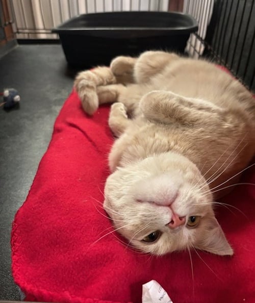 KHAKI - Tabby available for adoption