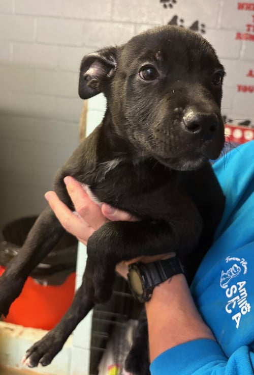 SAMSON - Labrador Retriever / Pit Bull Terrier available for adoption