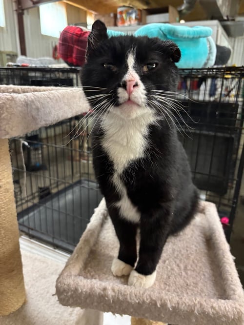 DOBBE - Tuxedo for adoption in Amarillo
