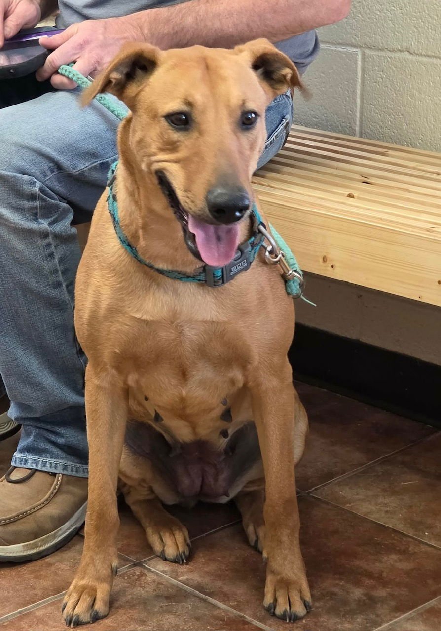 TINK - Rhodesian Ridgeback / Black Mouth Cur available for adoption