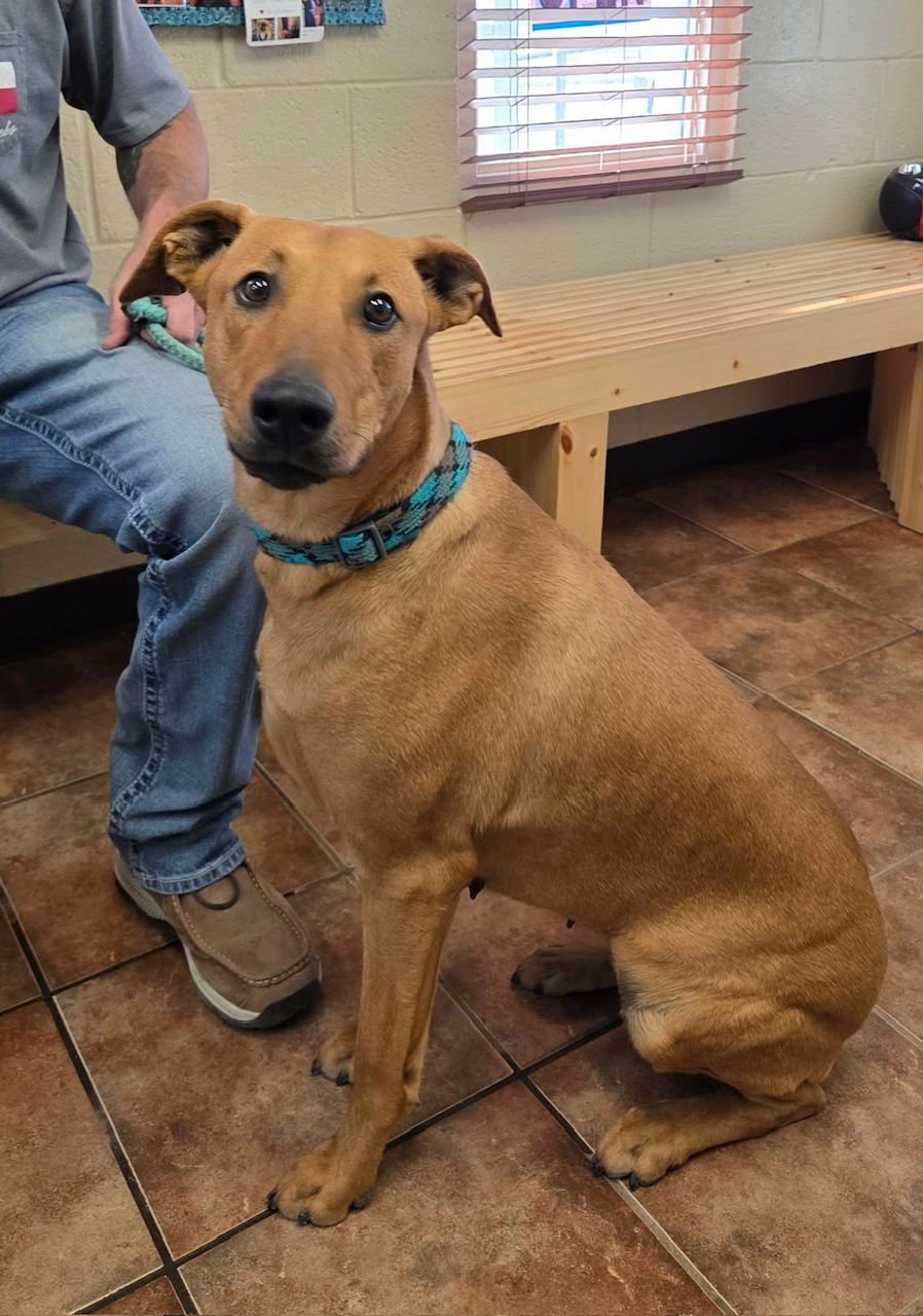 TINK - Rhodesian Ridgeback / Black Mouth Cur available for adoption