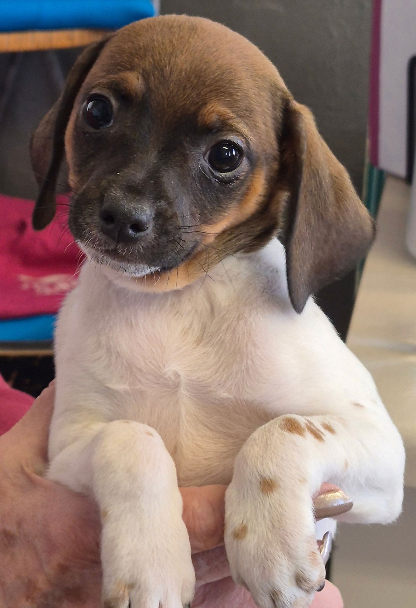 LEONIDAS - Chihuahua available for adoption