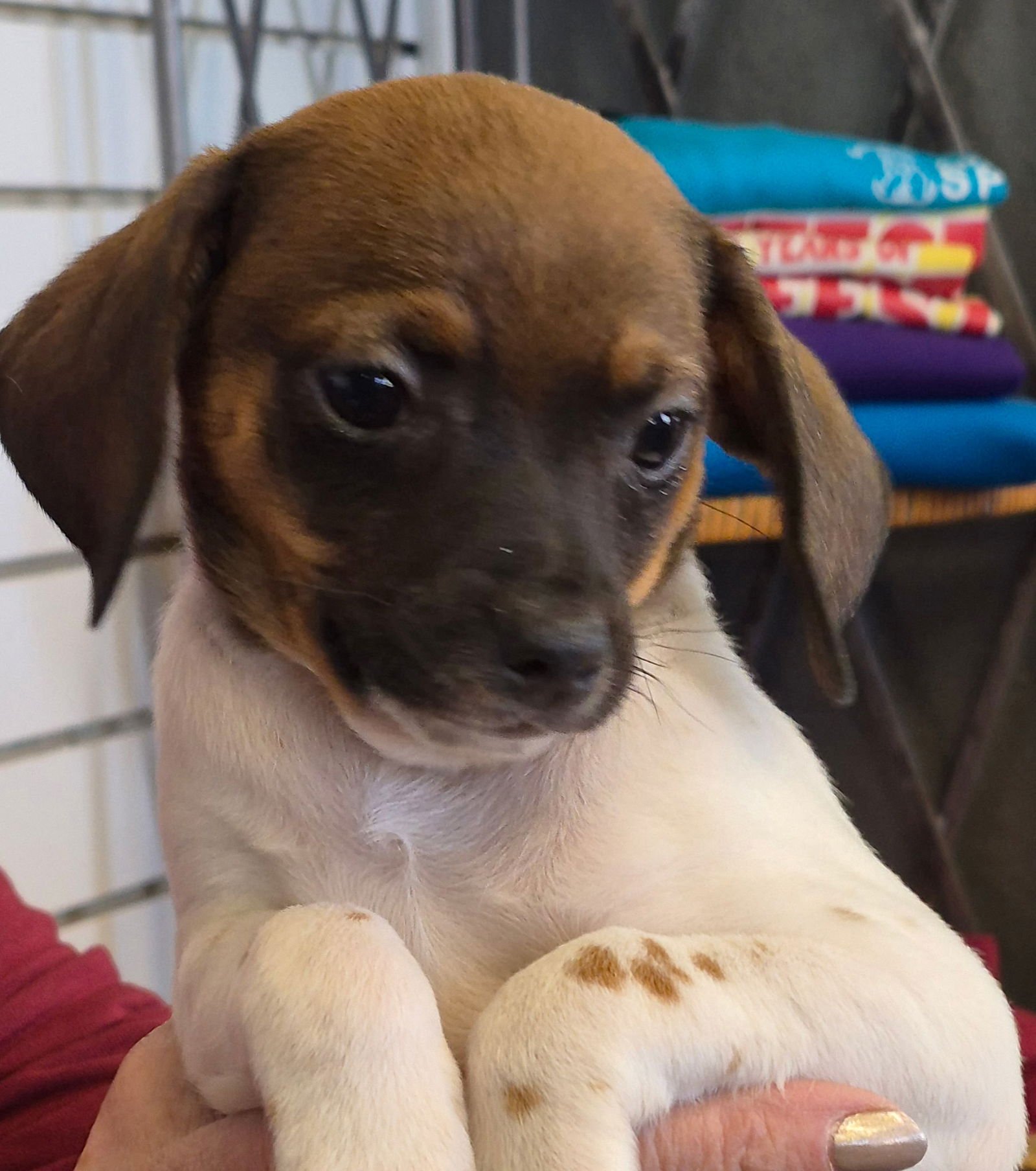 LEONIDAS - Chihuahua available for adoption